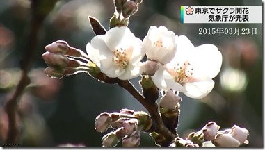 20150323＿桜の開花・東京